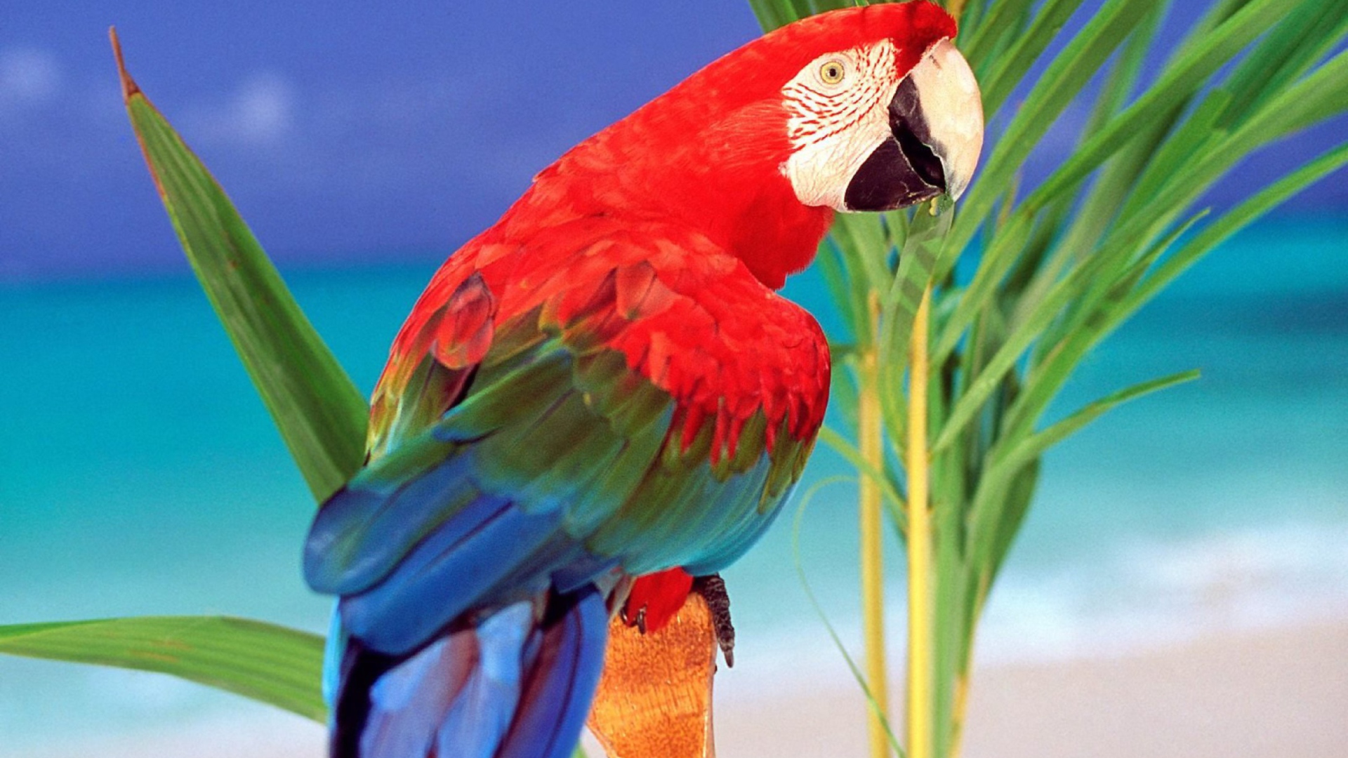 Fondo de pantalla Colorful Parrot 1920x1080
