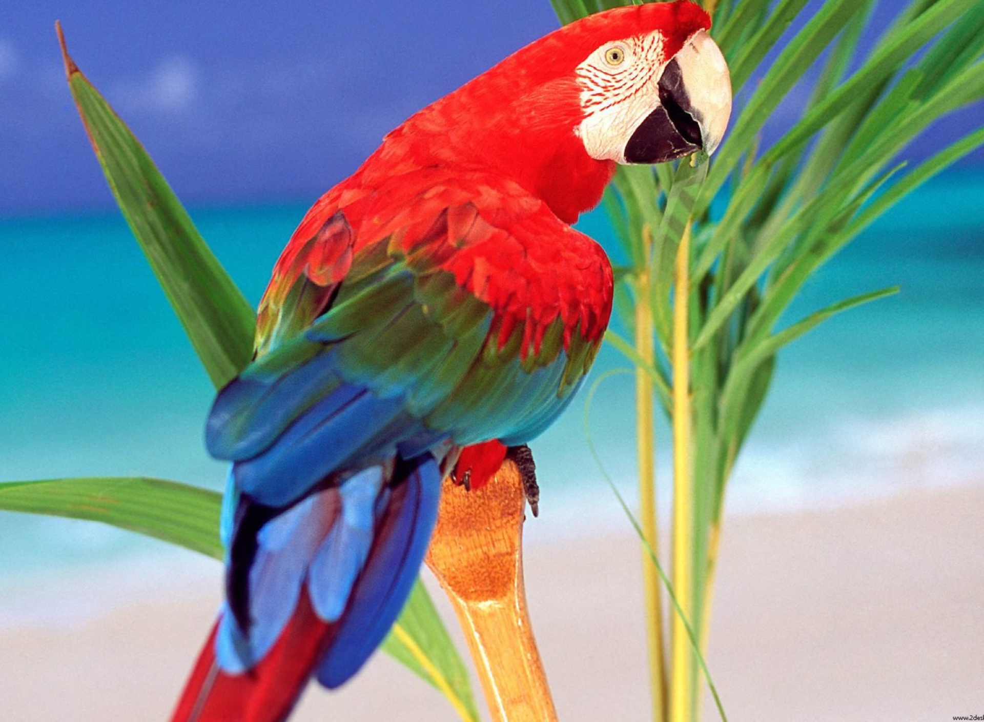 Fondo de pantalla Colorful Parrot 1920x1408