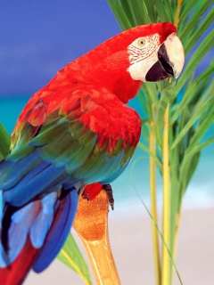 Das Colorful Parrot Wallpaper 240x320