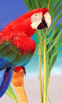 Das Colorful Parrot Wallpaper 240x400