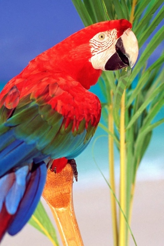 Sfondi Colorful Parrot 320x480