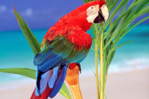 Fondo de pantalla Colorful Parrot 480x320
