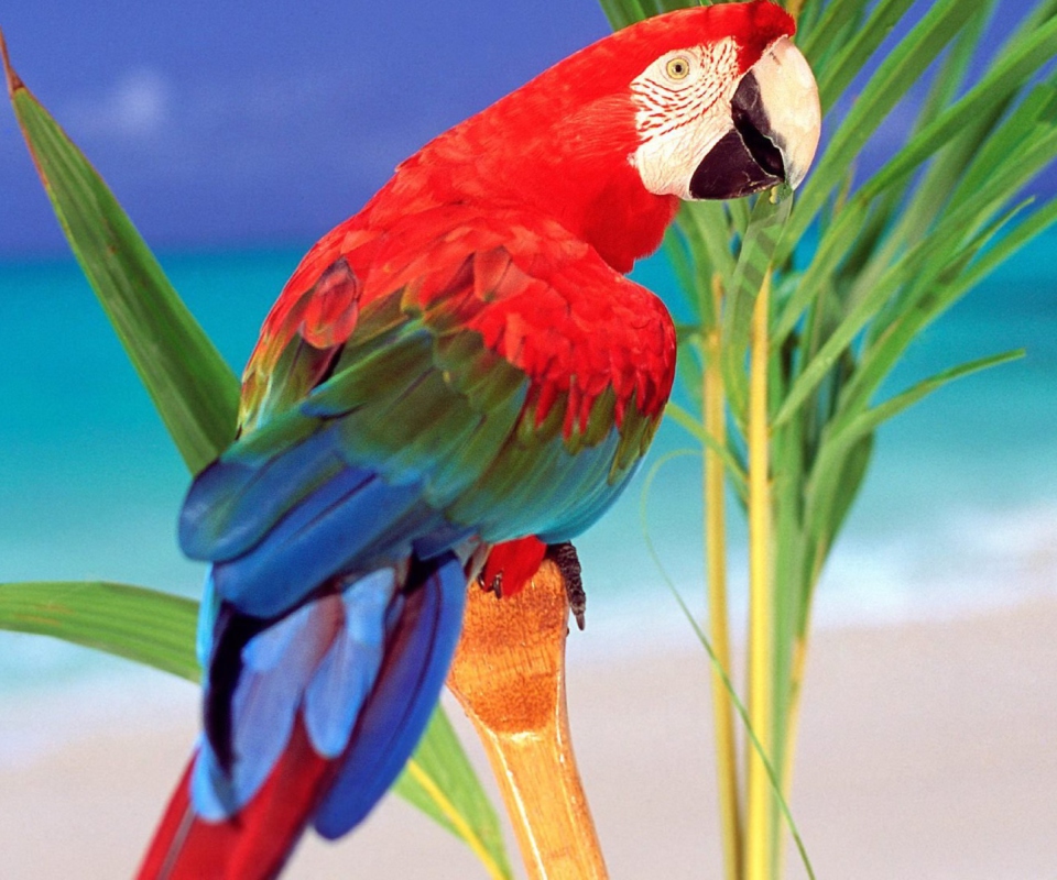 Das Colorful Parrot Wallpaper 960x800