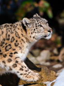 Sfondi Snow Leopard 132x176