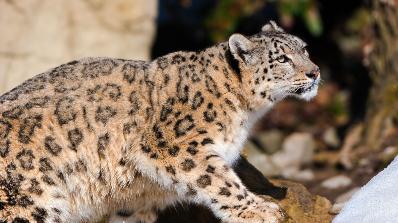 Sfondi Snow Leopard 1366x768
