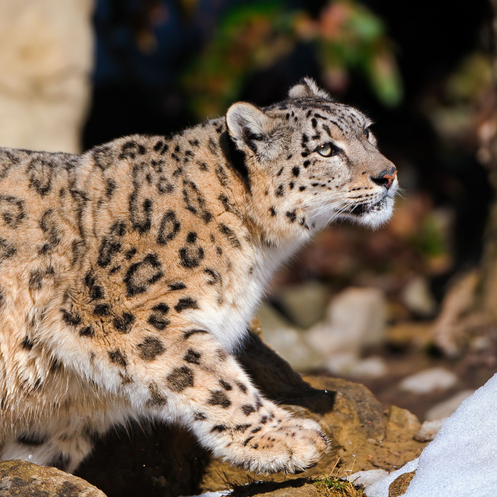 Sfondi Snow Leopard 2048x2048