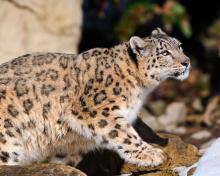 Обои Snow Leopard 220x176