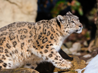 Sfondi Snow Leopard 320x240