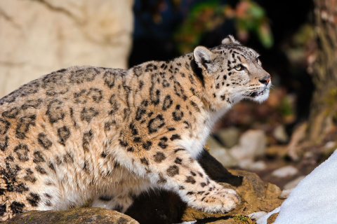 Sfondi Snow Leopard 480x320