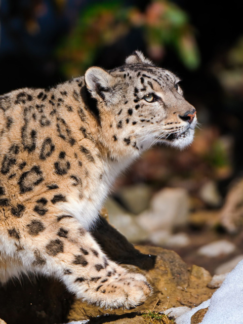 Fondo de pantalla Snow Leopard 480x640