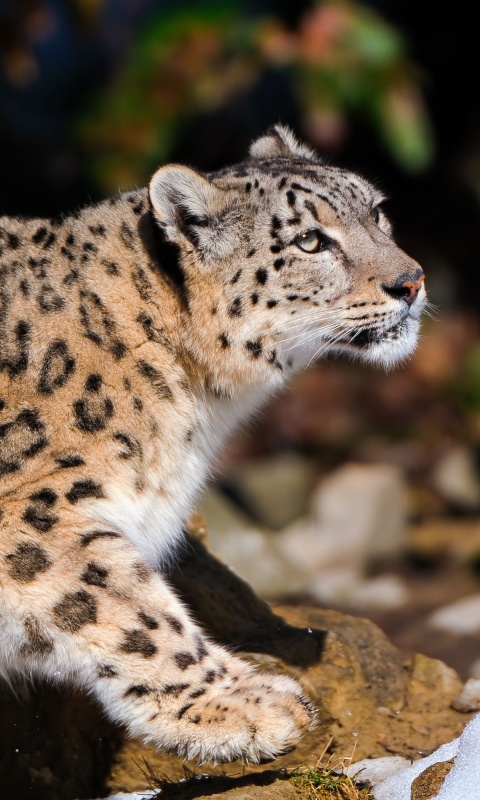 Sfondi Snow Leopard 480x800