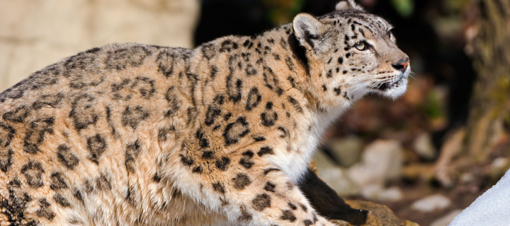 Das Snow Leopard Wallpaper 720x320