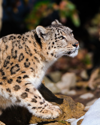 Snow Leopard sfondi gratuiti per Nokia Asha 305