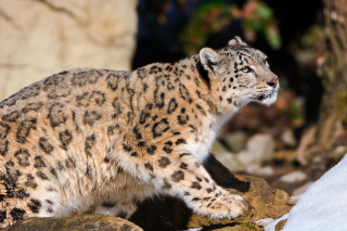 Snow Leopard sfondi gratuiti per cellulari Android, iPhone, iPad e desktop