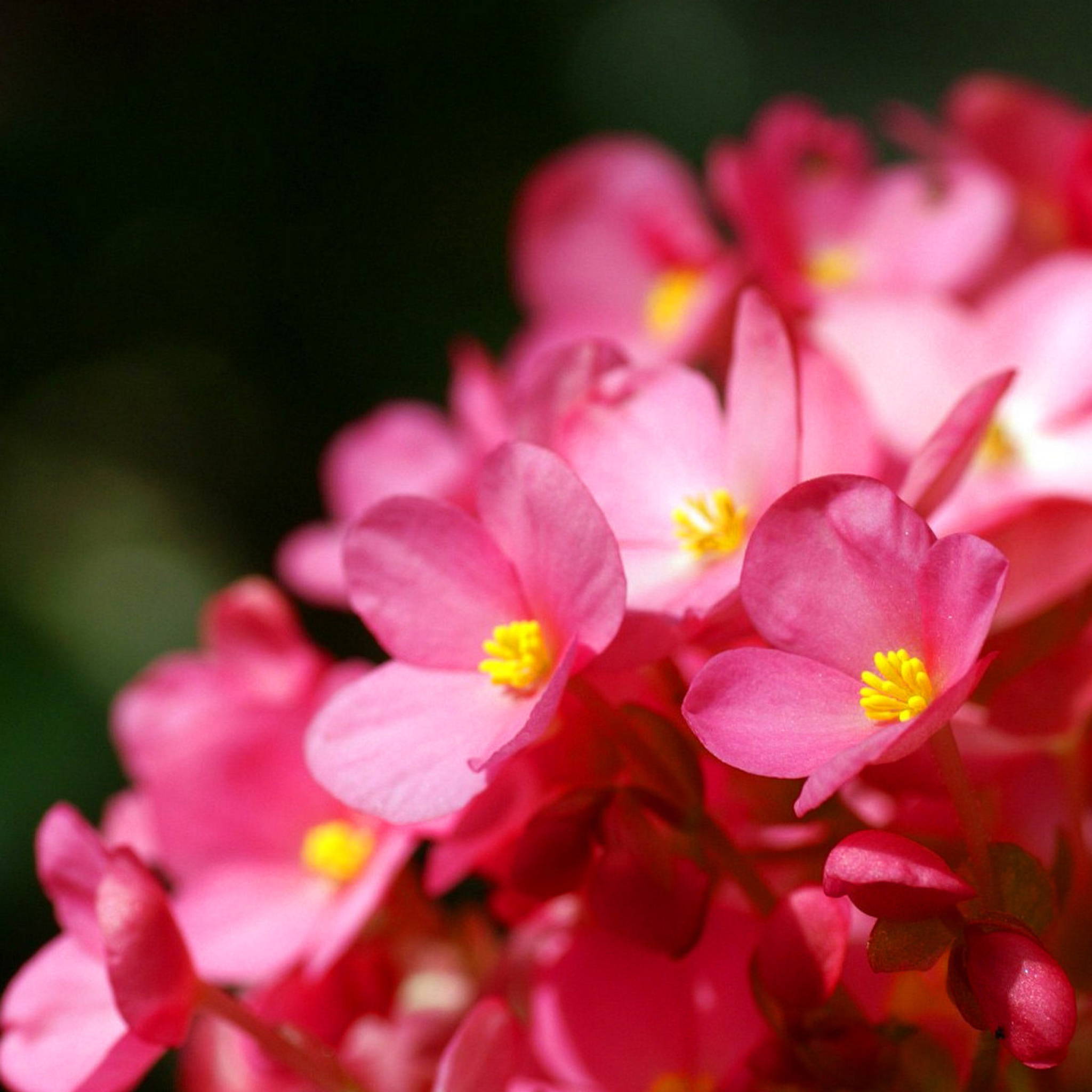 Spring Macro Flowers screenshot #1 2048x2048