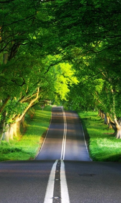 Sfondi Canopy Of Trees 240x400