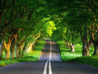 Canopy Of Trees screenshot #1 320x240