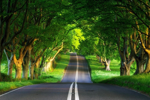 Canopy Of Trees wallpaper 480x320
