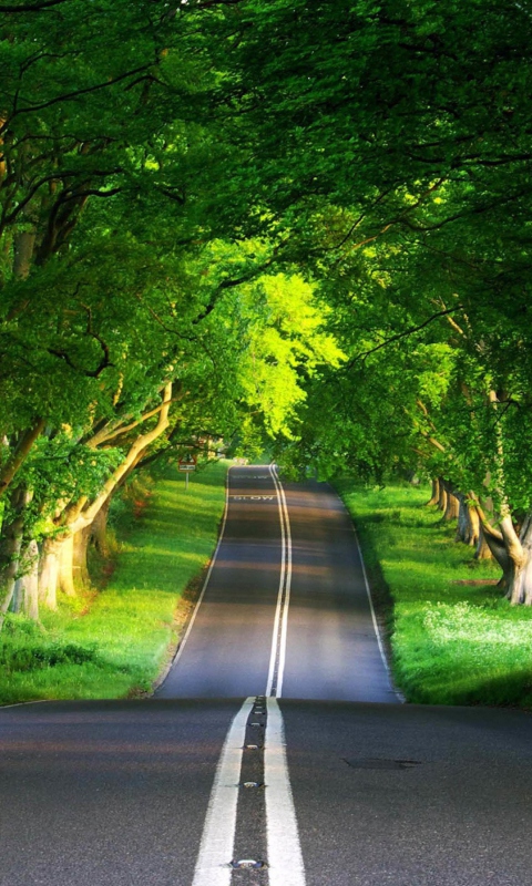 Canopy Of Trees wallpaper 480x800