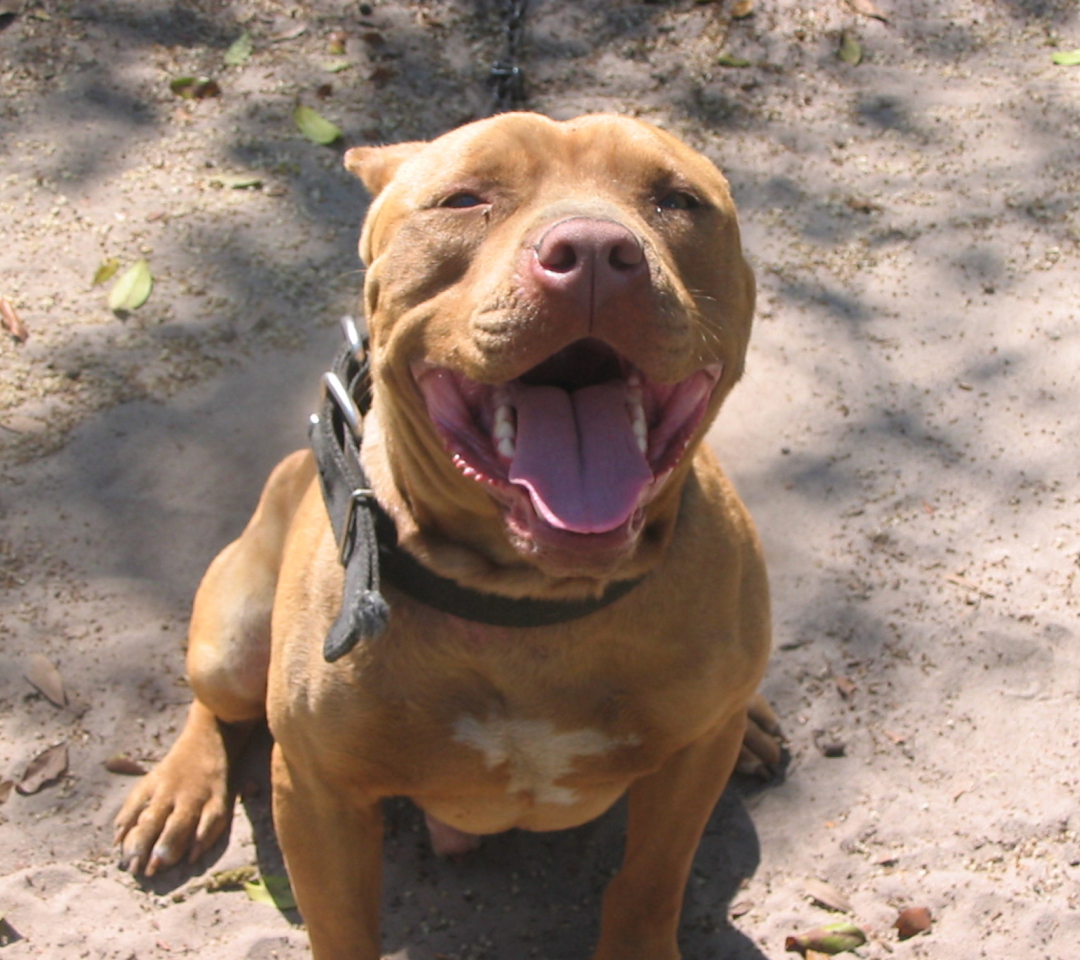 American Pit Bull Terrier screenshot #1 1080x960