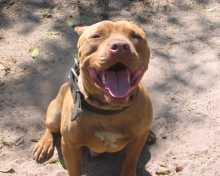 American Pit Bull Terrier screenshot #1 220x176