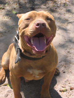 American Pit Bull Terrier screenshot #1 240x320