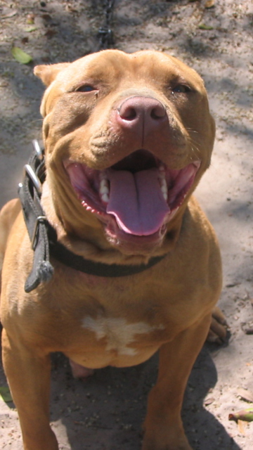 Fondo de pantalla American Pit Bull Terrier 360x640
