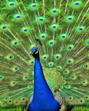 Обои Peacock Tail Feathers 128x160