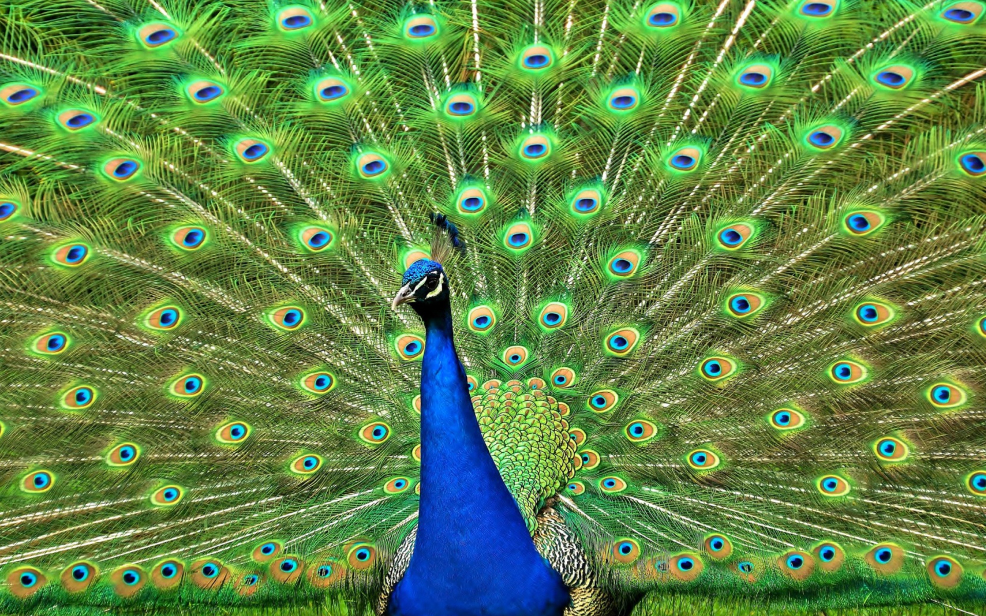 Обои Peacock Tail Feathers 1920x1200