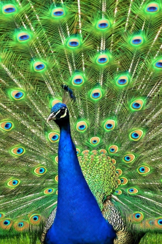 Fondo de pantalla Peacock Tail Feathers 320x480