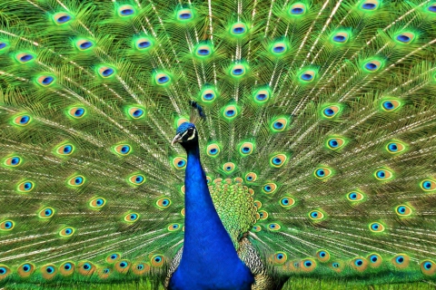 Peacock Tail Feathers wallpaper 480x320