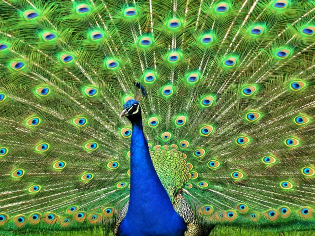 Peacock Tail Feathers wallpaper 640x480