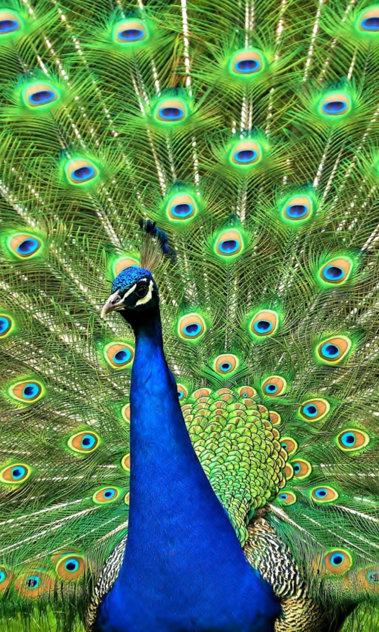 Peacock Tail Feathers wallpaper 768x1280