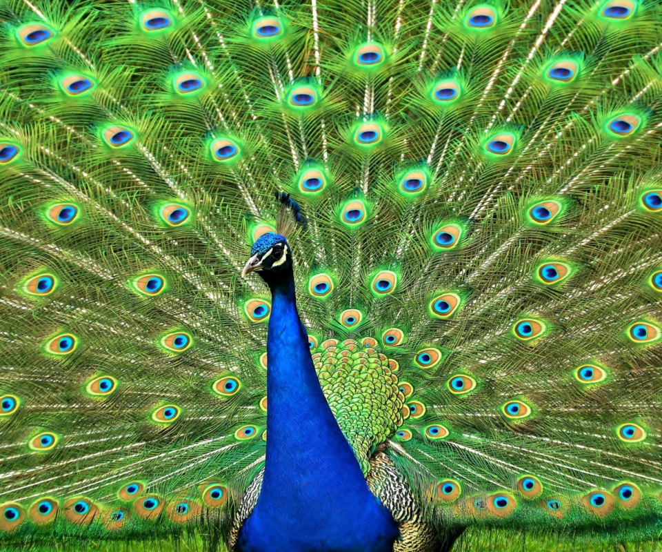 Das Peacock Tail Feathers Wallpaper 960x800