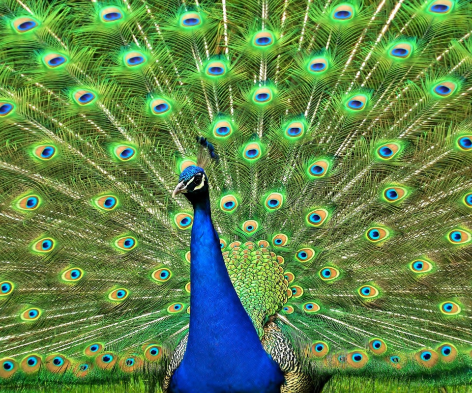 Обои Peacock Tail Feathers 960x800