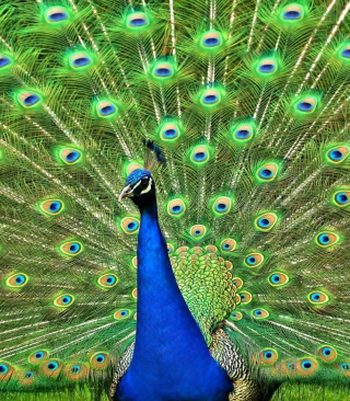 Peacock Tail Feathers Picture for Nokia Asha 311