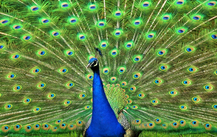 Обои Peacock Tail Feathers