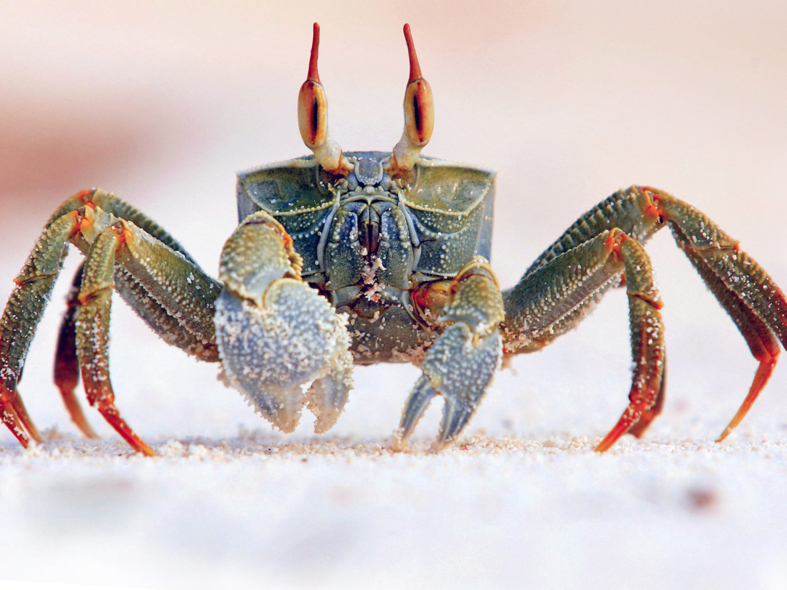 Fondo de pantalla Ghost crab 1600x1200