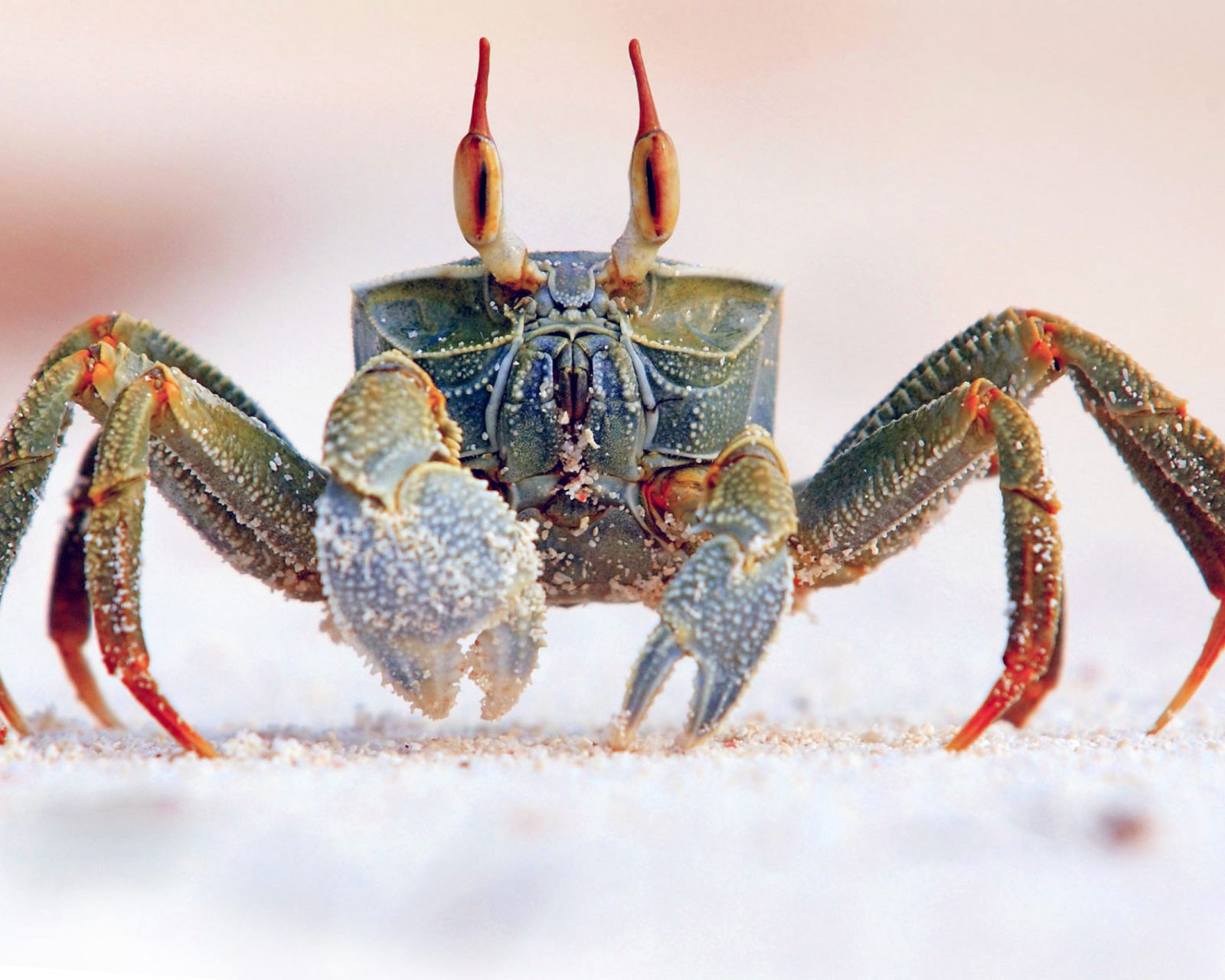 Sfondi Ghost crab 1600x1280