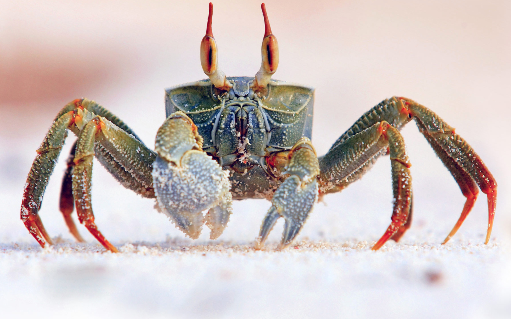 Fondo de pantalla Ghost crab 1680x1050