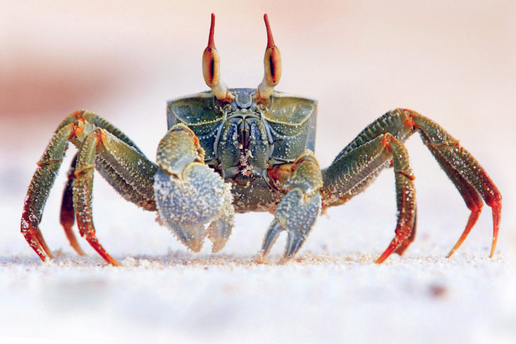 Ghost crab wallpaper