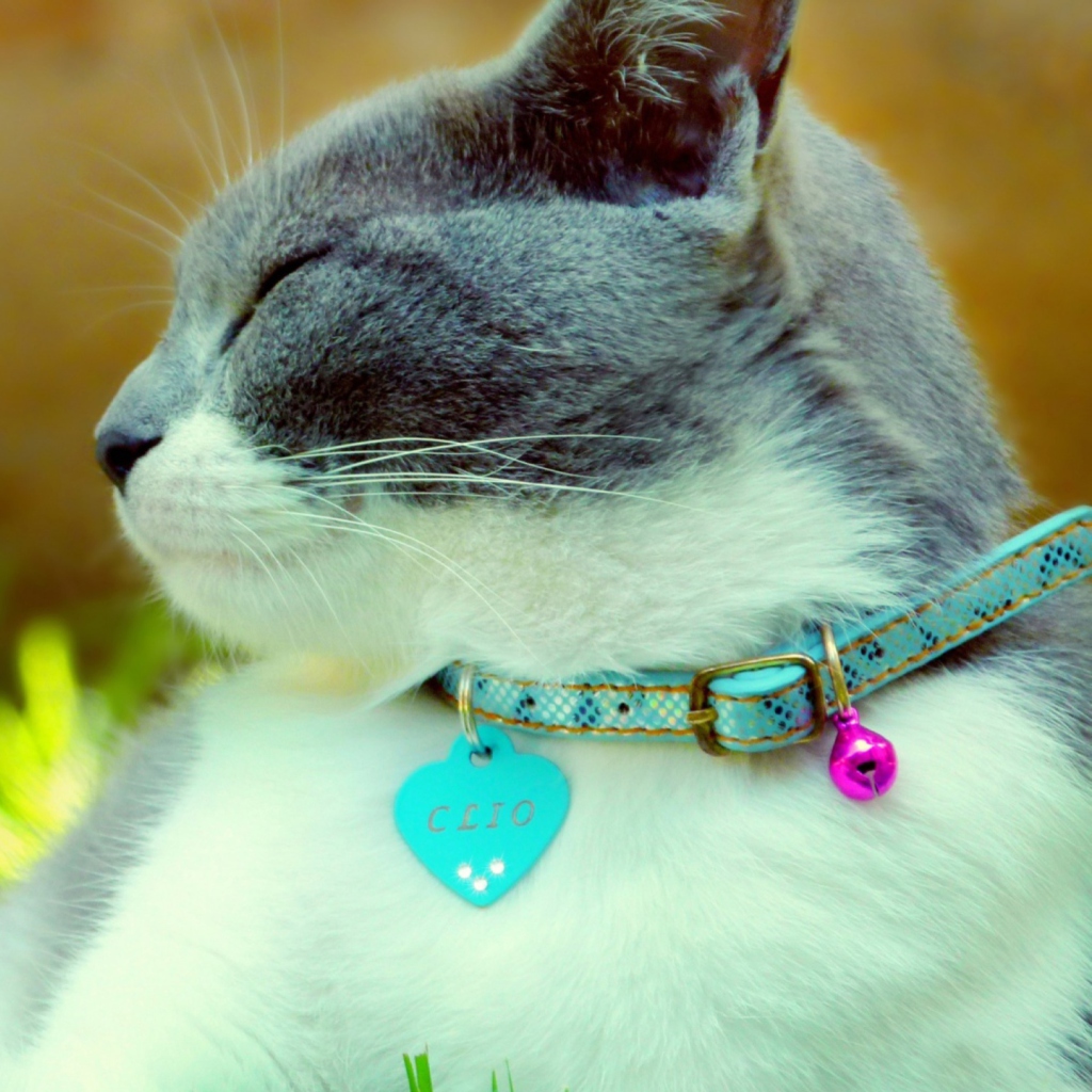 Cat With Collar screenshot #1 1024x1024