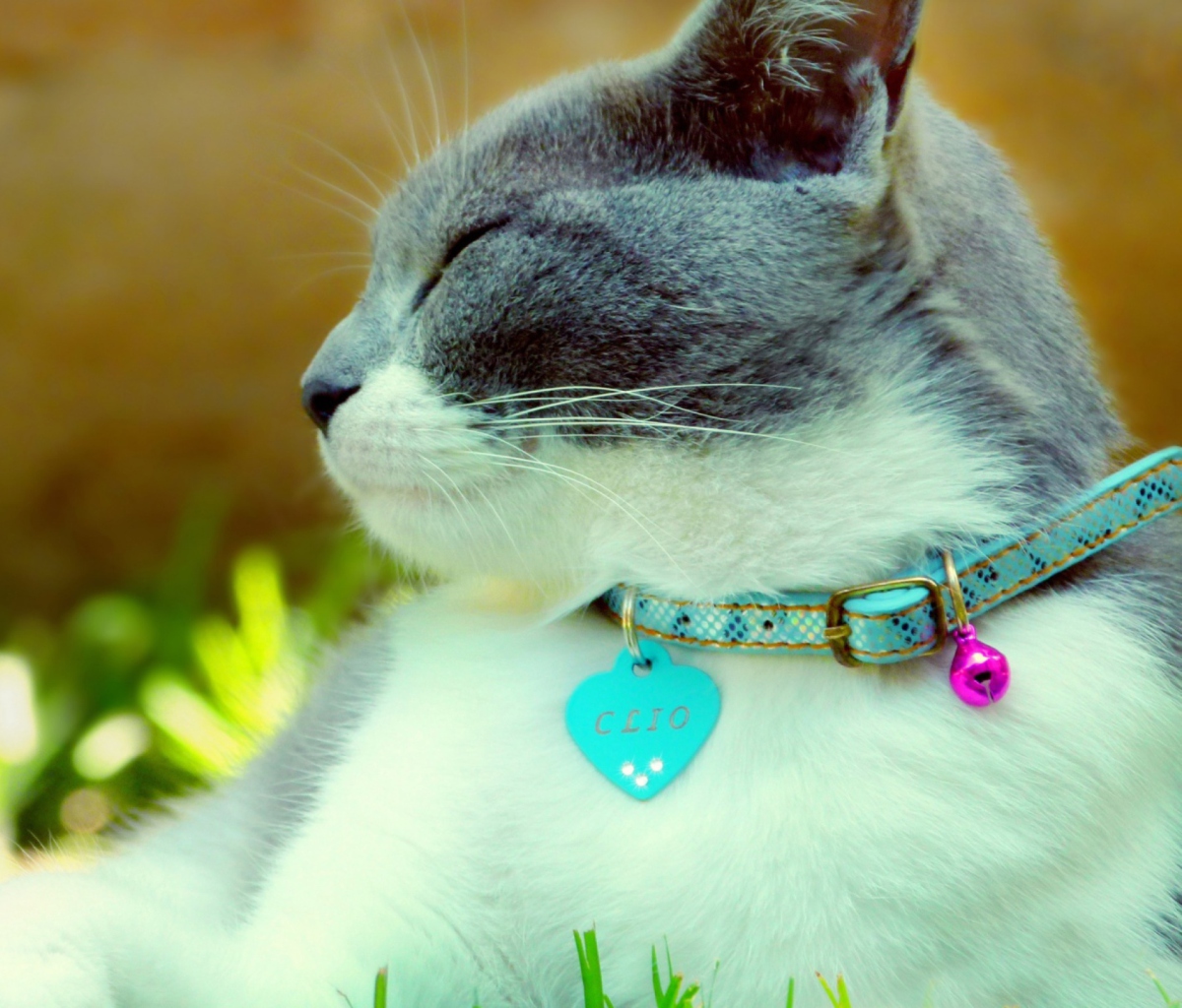 Cat With Collar screenshot #1 1200x1024