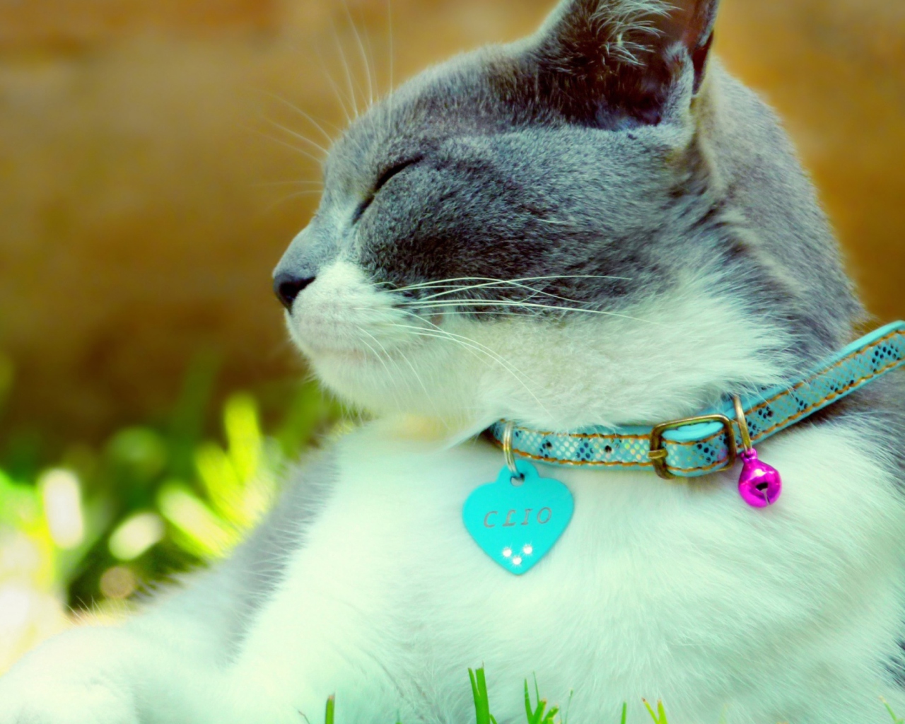 Cat With Collar wallpaper 1280x1024