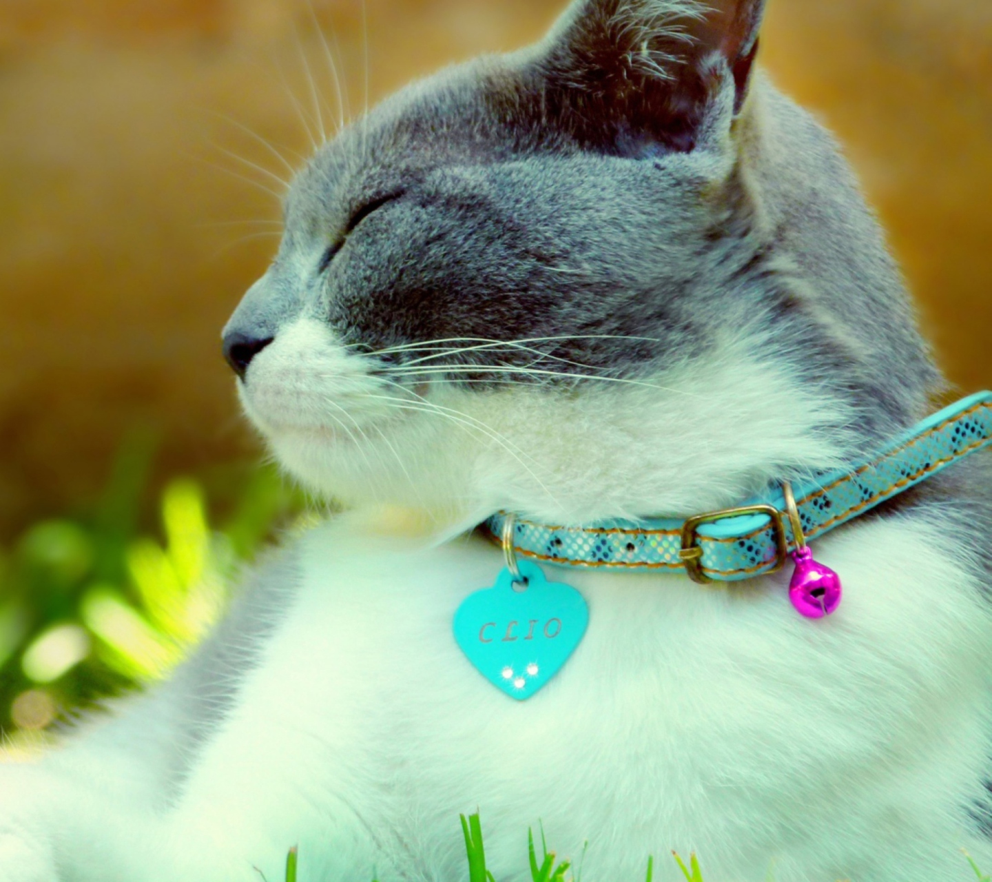 Sfondi Cat With Collar 1440x1280