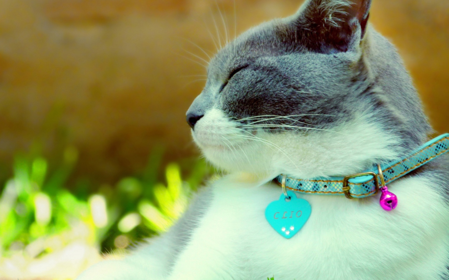 Sfondi Cat With Collar 1440x900