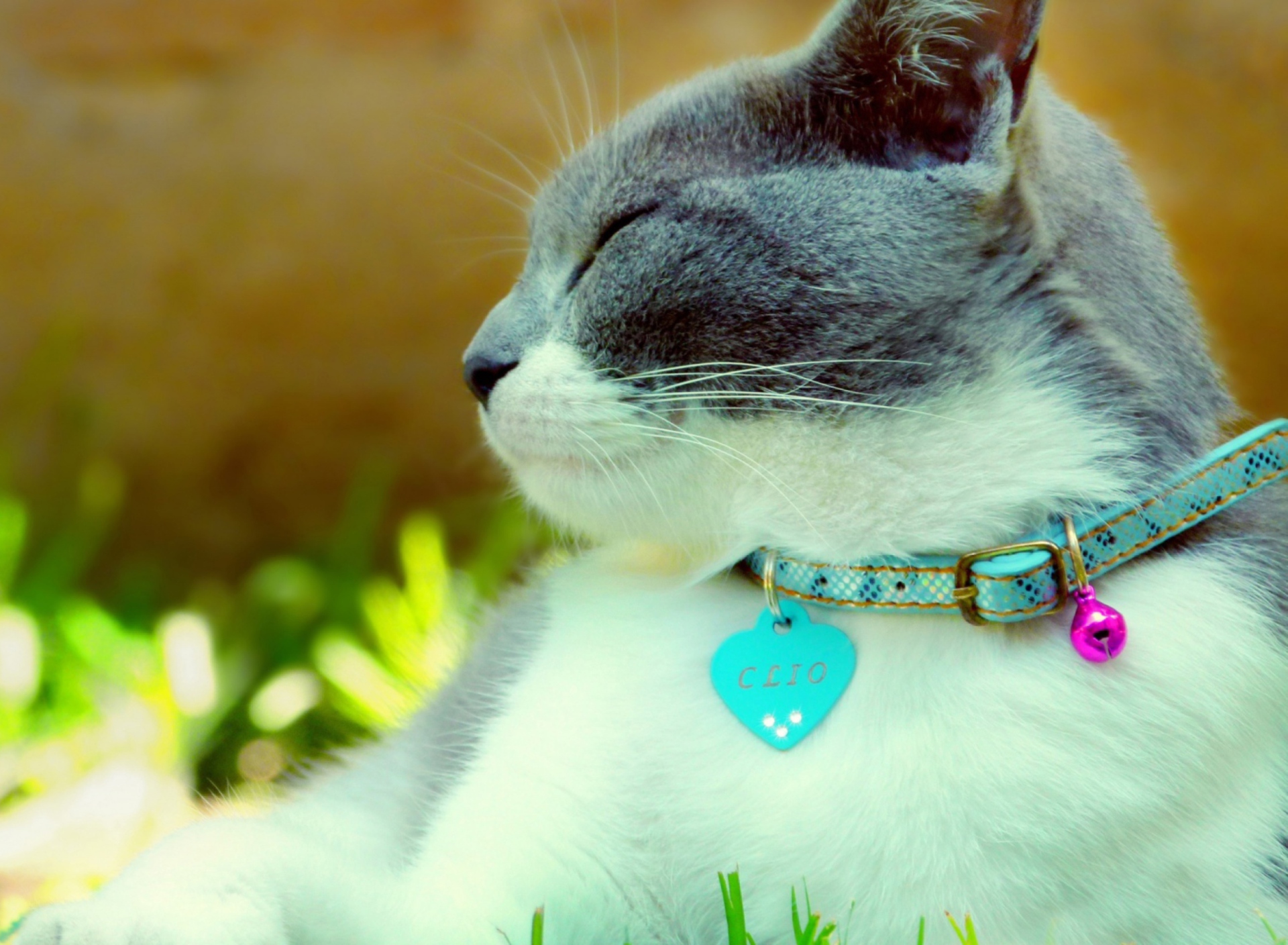 Cat With Collar wallpaper 1920x1408