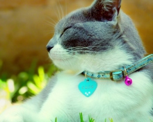 Cat With Collar wallpaper 220x176