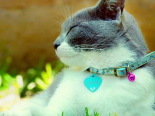 Fondo de pantalla Cat With Collar 320x240