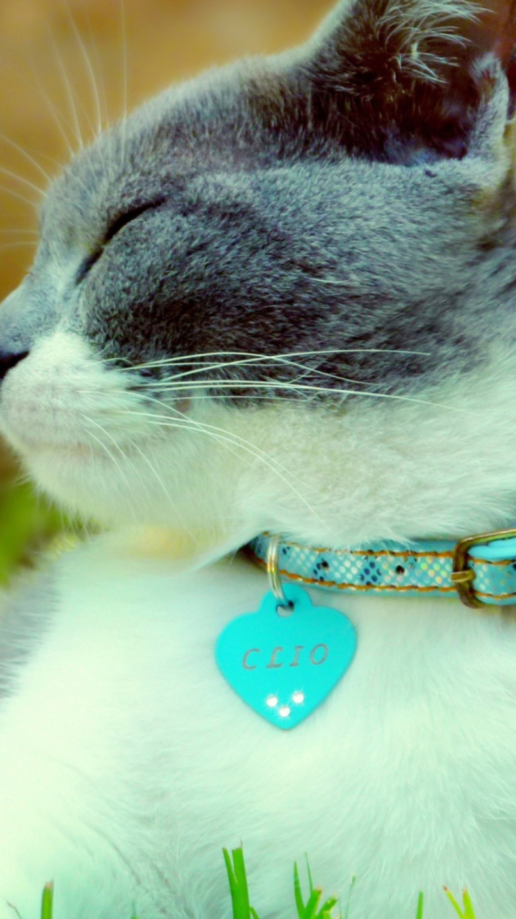 Sfondi Cat With Collar 750x1334